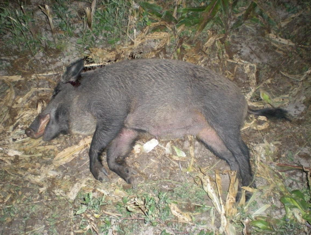 MIMORIADNE: Zástrelné za každého uloveného diviaka!